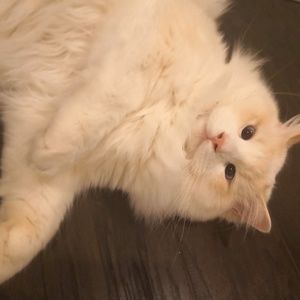 Meet your Posher, Cuirong